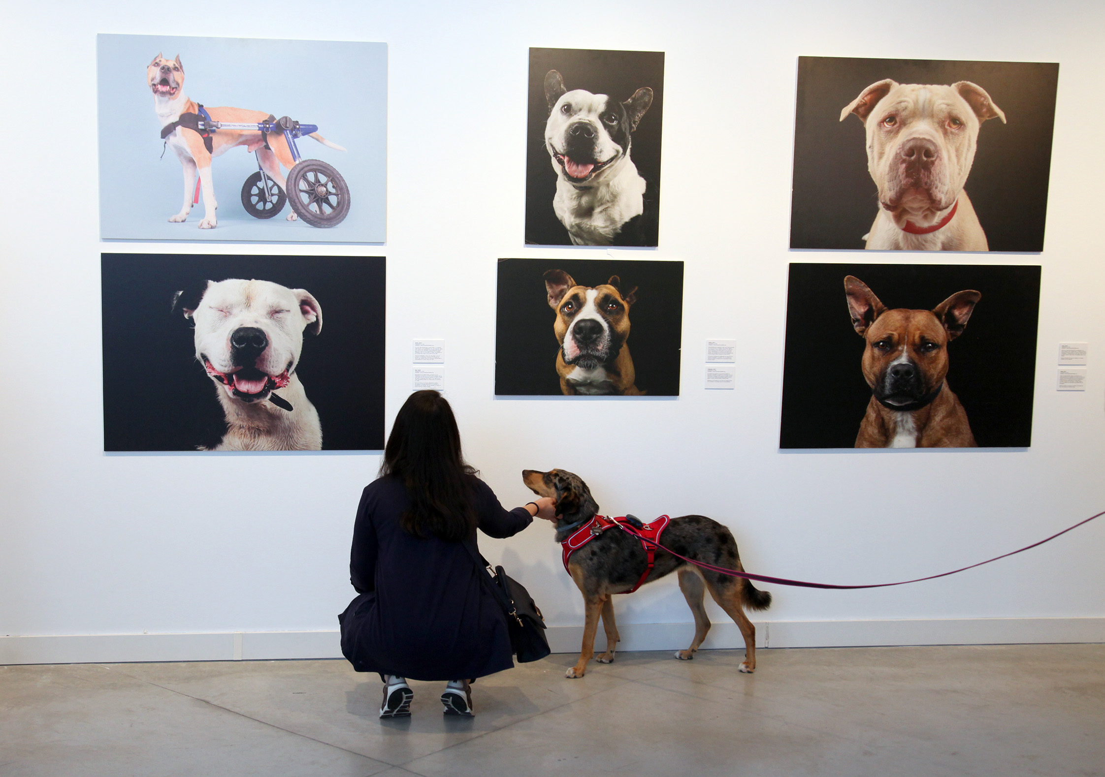 Invisibles de Andrés López: Fotografías e historias de abandono animal, maltrato, dolor y también de esperanza Invisibles de Andrés López: Fotografías e historias de abandono animal, maltrato, dolor y también de esperanza
