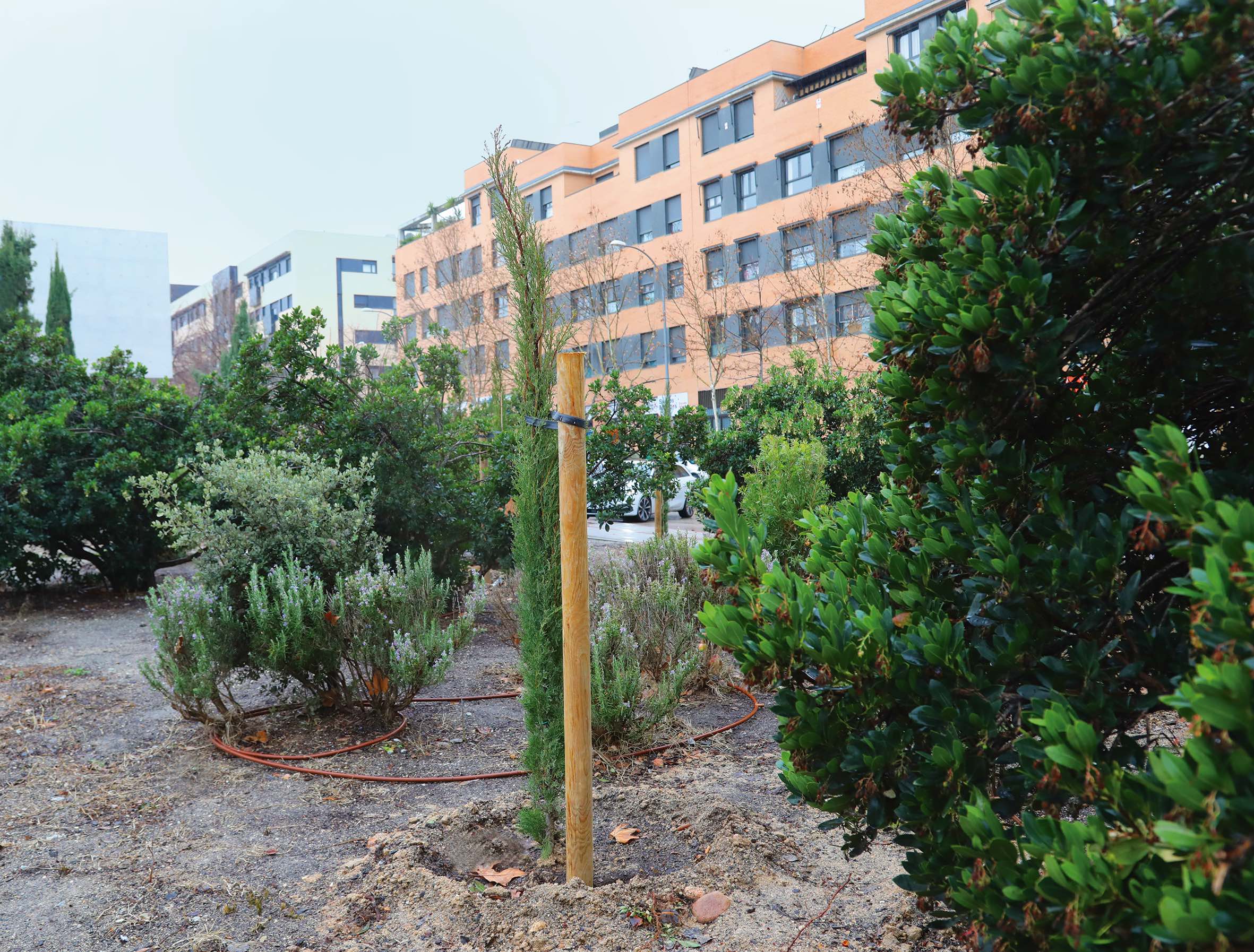 Desde noviembre se han plantado más de mil ejemplares entre reposiciones y nuevo arbolado