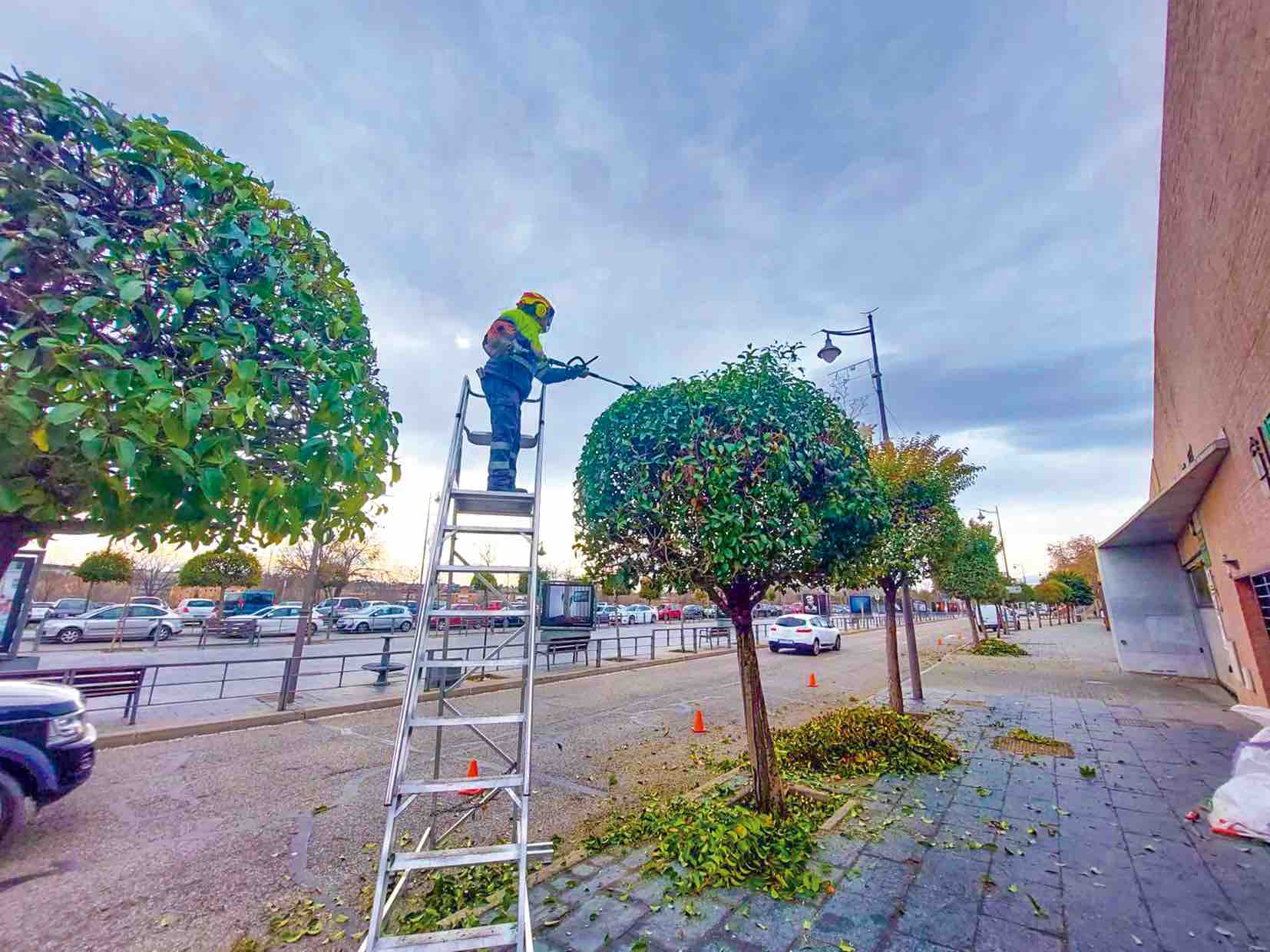 Se recortan las masas arbustivas y de macizos durante la temporada invernal.