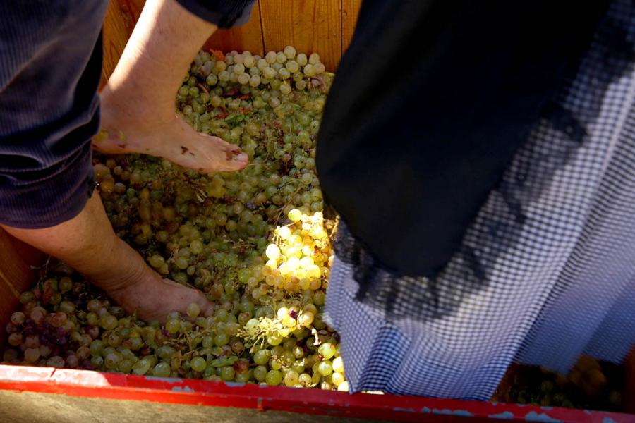 Pisada de la Uva de Castilla La Mancha - 2019
