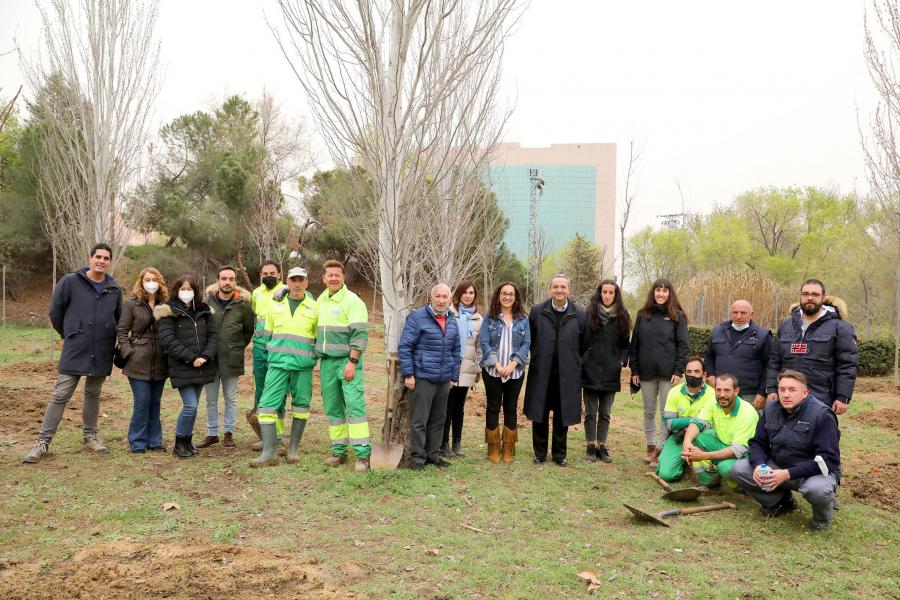 Plantación de Árboles