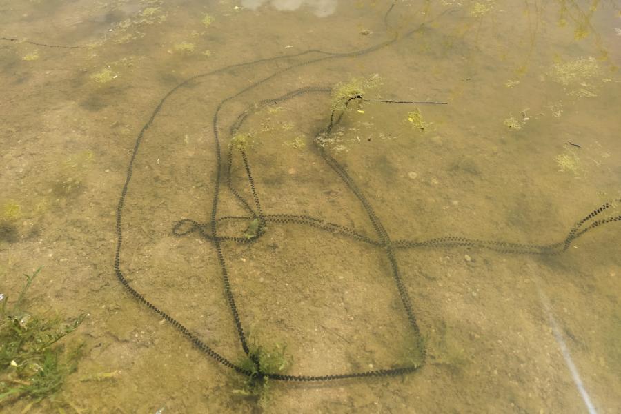 Aprendizaje servicio - proyecto nuestro colegio refugio de  biodiversidad  -  Imagen de unos huevos de sapo en una charca.