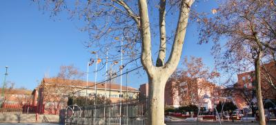 Alcobendas evaluará este año también el estado de los árboles de colegios públicos y escuelas infantiles