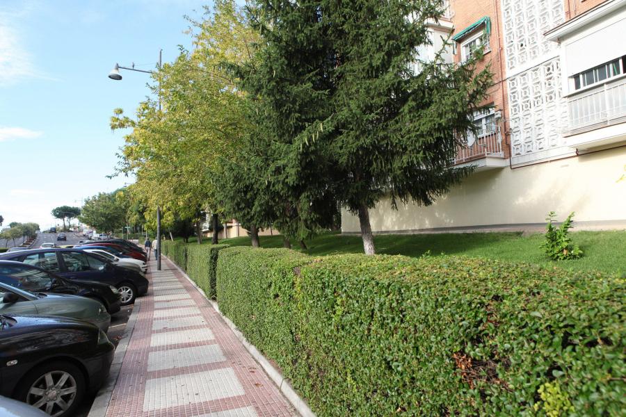 Comienza el plazo de solicitud de plantas para embellecer las zonas verdes comunitarias Comienza el plazo de solicitud de plantas para embellecer las zonas verdes comunitarias