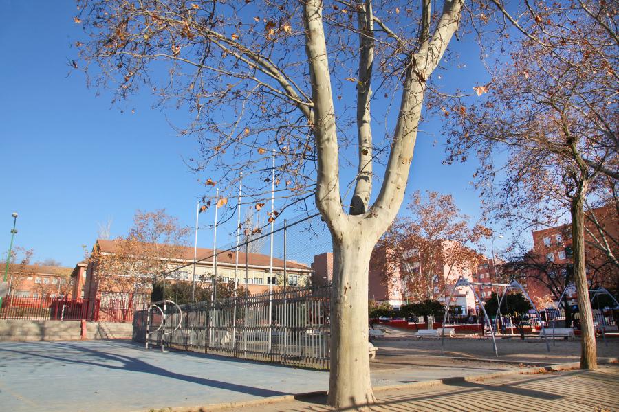 Alcobendas evaluará este año también el estado de los árboles de colegios públicos y escuelas infantiles Alcobendas evaluará este año también el estado de los árboles de colegios públicos y escuelas infantiles