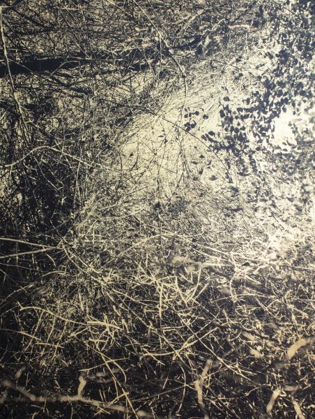 La fotógrafa Paula Anta muestra la belleza de la ordenación caótica del mundo vegetal La fotógrafa Paula Anta muestra la belleza de la ordenación caótica del mundo vegetal
