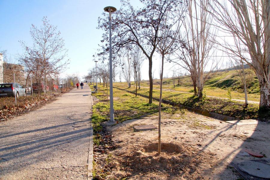 Alcobendas planta 300 árboles para crear un corredor verde junto a la A-1 Alcobendas planta 300 árboles para crear un corredor verde junto a la A-1