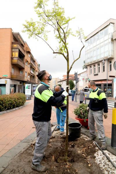 Alcobendas ya ha plantado 1.028 árboles tras el paso de 'Filomena' Alcobendas ya ha plantado 1.028 árboles tras el paso de 'Filomena'