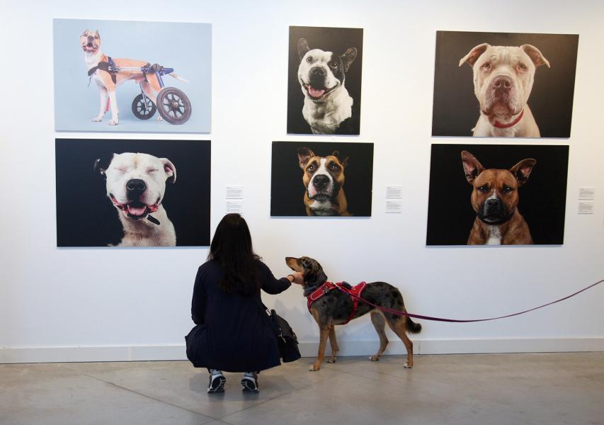 perros_en_centro_arte.jpg perros en centro arte