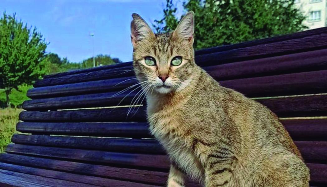 gato.jpg Imagen de un gato