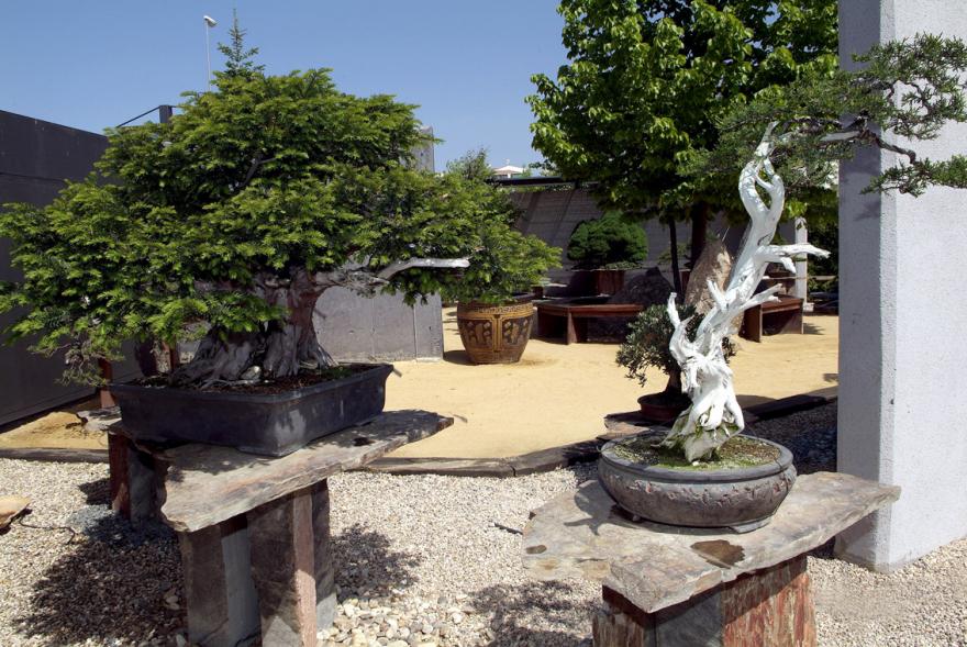Bonsais, en el museo del Bonsai de Alcobendas, dentro jardín japonés