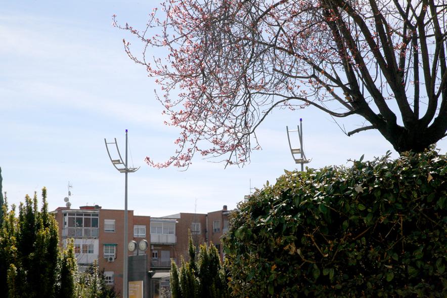 Visiones de la Primavera según Alumnos de Prácticas ESO en Departamento Comunicación - Imagen de los árboles y pequeño jardín que esta delante del ayuntamiento.