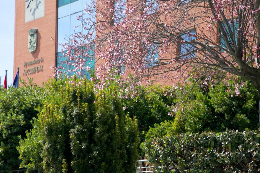 Visiones de la Primavera según Alumnos de Prácticas ESO en Departamento Comunicación - Imagen de la fachada del ayuntamiento de Alcobendas al fondo, en primer plano unas ramas de unos árboles.
