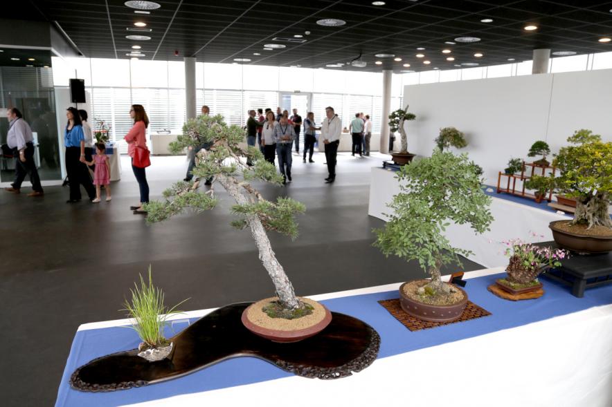 Inauguración Exposición de Bonsais y Suiseki en Espacio Miguel Delibes - Imagen de bonsais y suiseki expuestos.