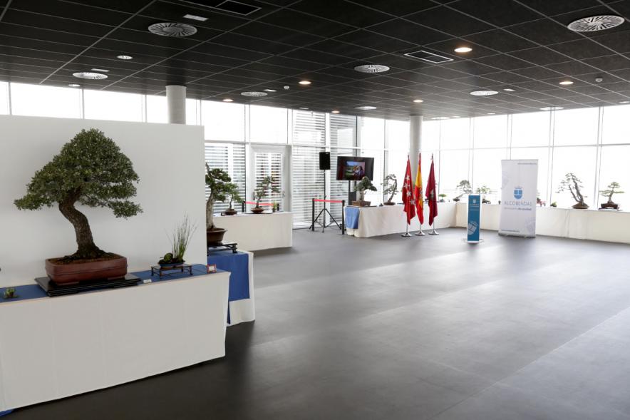 Inauguración Exposición de Bonsais y Suiseki en Espacio Miguel Delibes - Imagen de bonsais y suiseki expuestos.