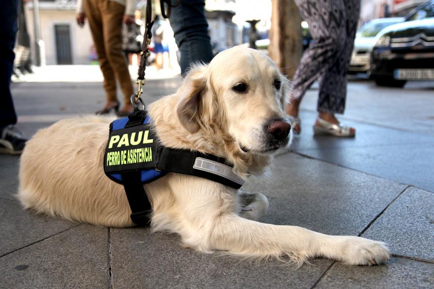 Campaña de Perros de Compañía - Imagen de un perro de compañía.