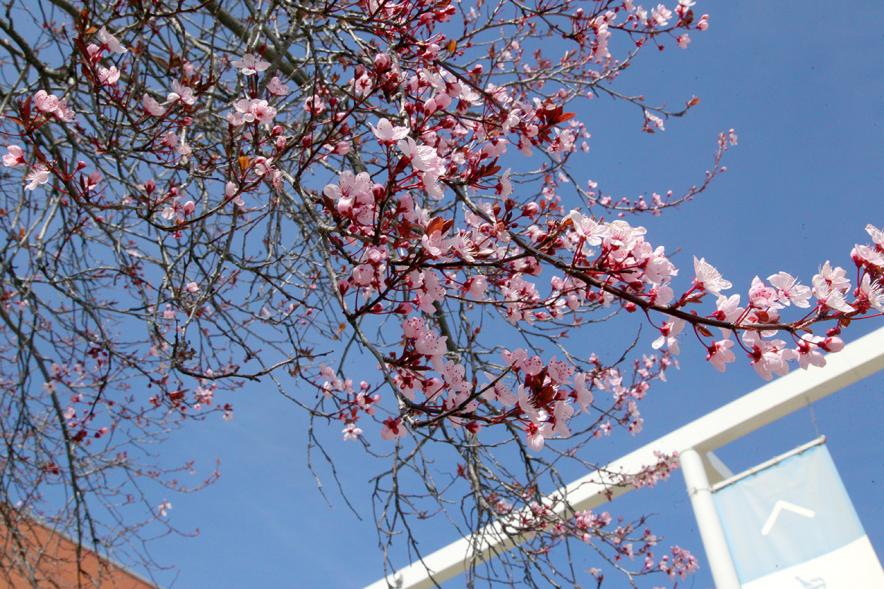 Visiones de la Primavera según Alumnos de Prácticas ESO en Departamento Comunicación - Imagen de una rama en flor de un árbol.