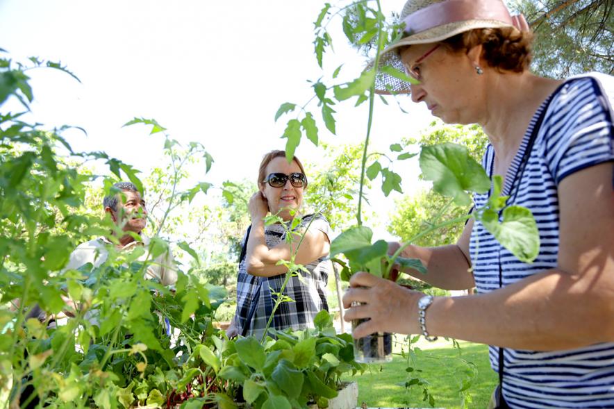 Día del Medio Ambiente y Actividades de Mayores en el Arroyo de la Vega - Imagen de un stand con plantas.