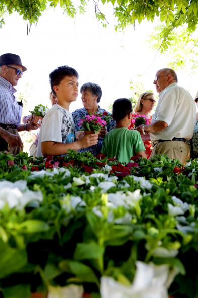 Día del Medio Ambiente y Actividades de Mayores en el Arroyo de la Vega - Imagen de gente repartiendo plantas para celebrar el Día del Medio Ambiente.
