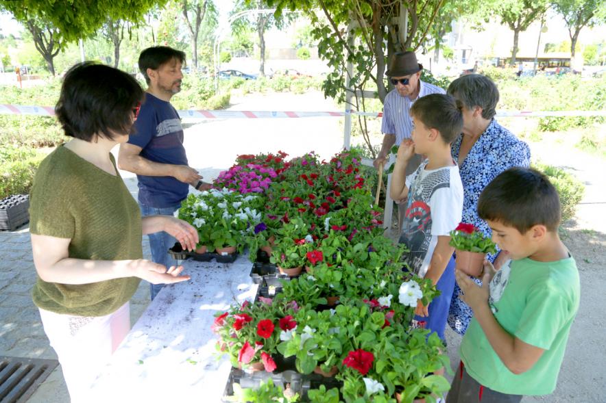 Día del Medio Ambiente y Actividades de Mayores en el Arroyo de la Vega - Imagen de gente repartiendo plantas para celebrar el Día del Medio Ambiente.