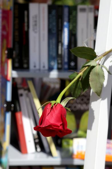 Día del Libro en el Paseo de Valdelasfuentes - Una rosa.