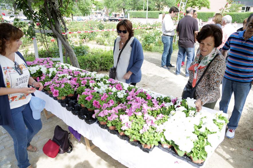 Día Mundial del Medio Ambiente -  Regalando plantas en el día del Medio Ambiente.