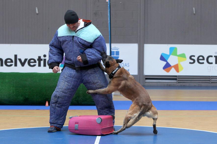 Iª Exhibición de la Unidad Canina de la Policía Local - Imagen de un momento de la exhibición.
