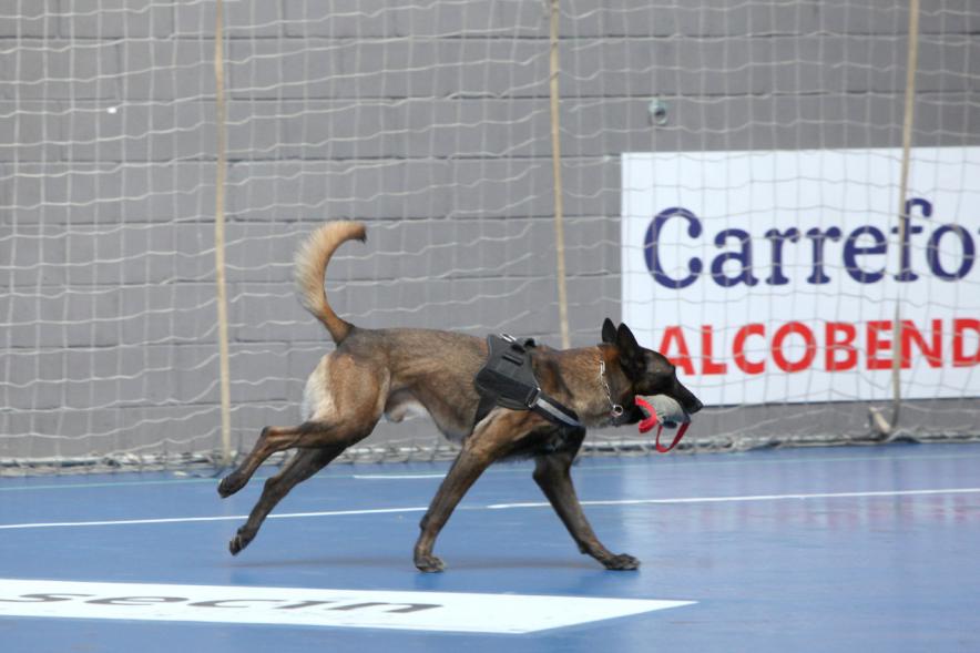 Iª Exhibición de la Unidad Canina de la Policía Local - Imagen del perro policía durante un momento de la exhibición.