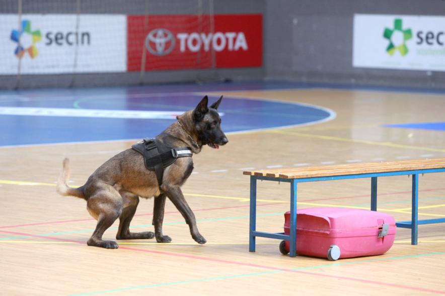 Iª Exhibición de la Unidad Canina de la Policía Local - Imagen del perro policía durante un momento de la exhibición.