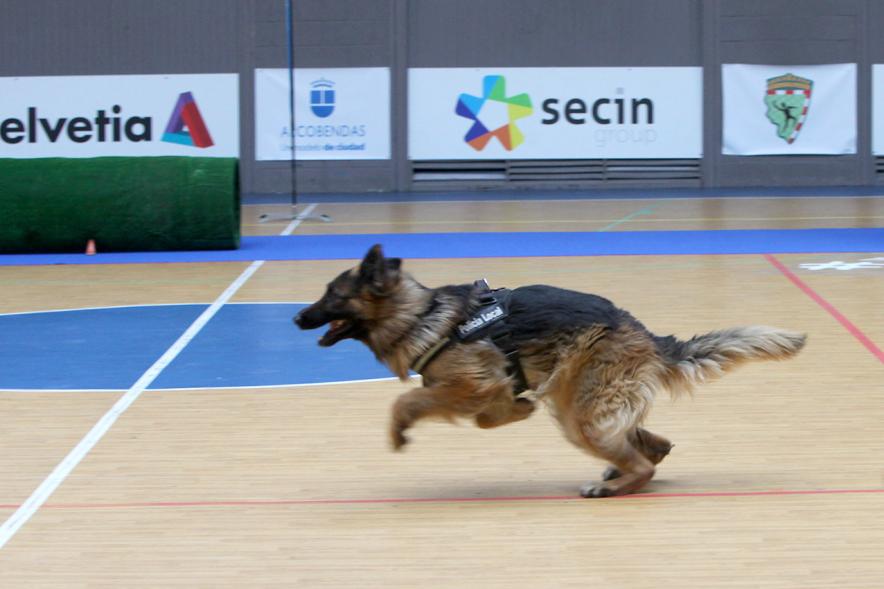 Iª Exhibición de la Unidad Canina de la Policía Local - Imagen del perro policía durante un momento de la exhibición.
