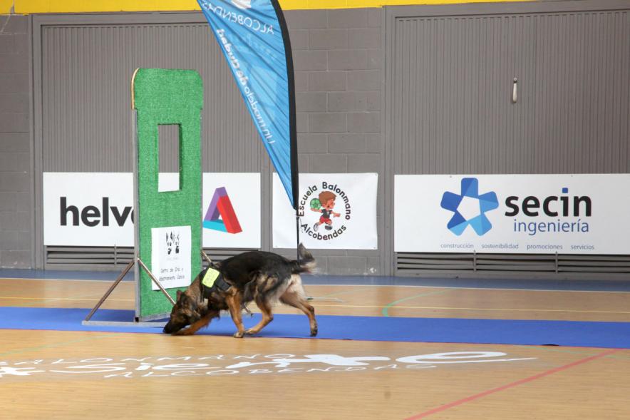 Iª Exhibición de la Unidad Canina de la Policía Local - Imagen del perro policía durante un momento de la exhibición.