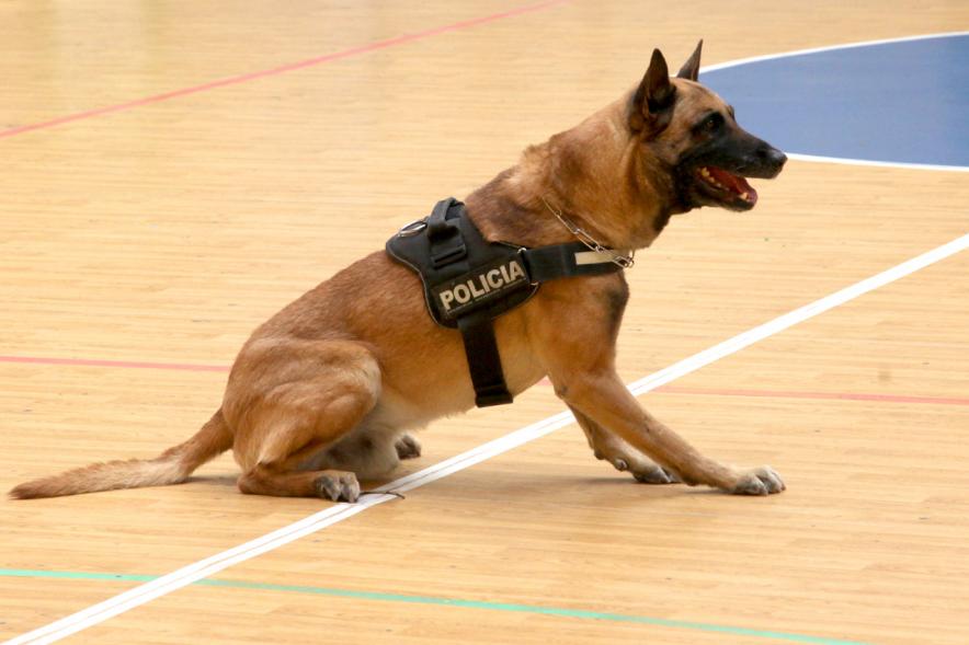 Iª Exhibición de la Unidad Canina de la Policía Local - Imagen del perro policía durante un momento de la exhibición.