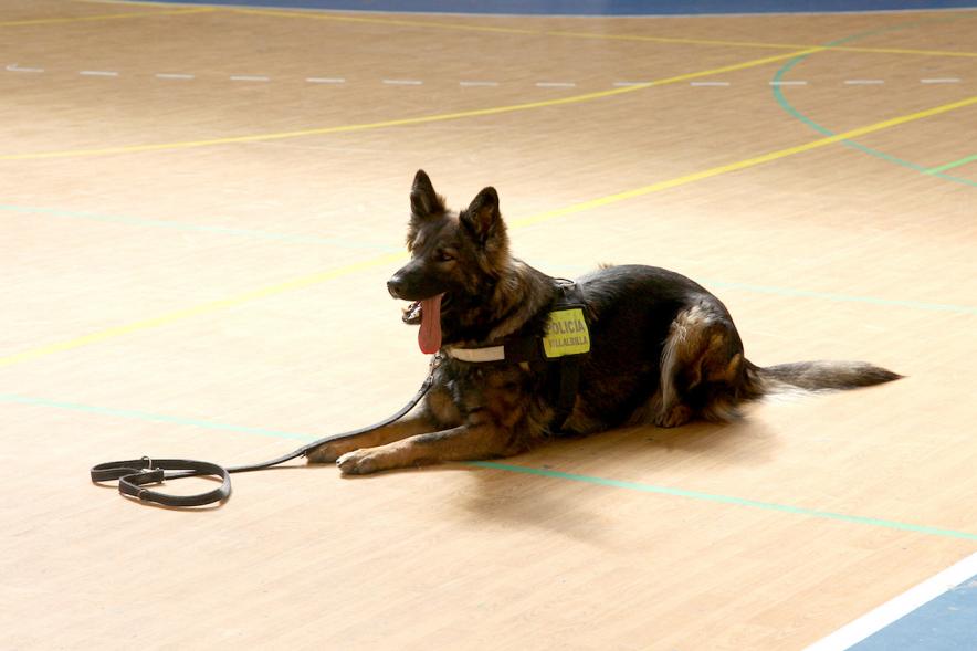 Iª Exhibición de la Unidad Canina de la Policía Local - Imagen del perro policía durante un momento de la exhibición.