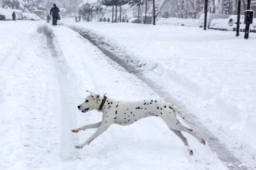 Dalmata cruzando la calle nevada