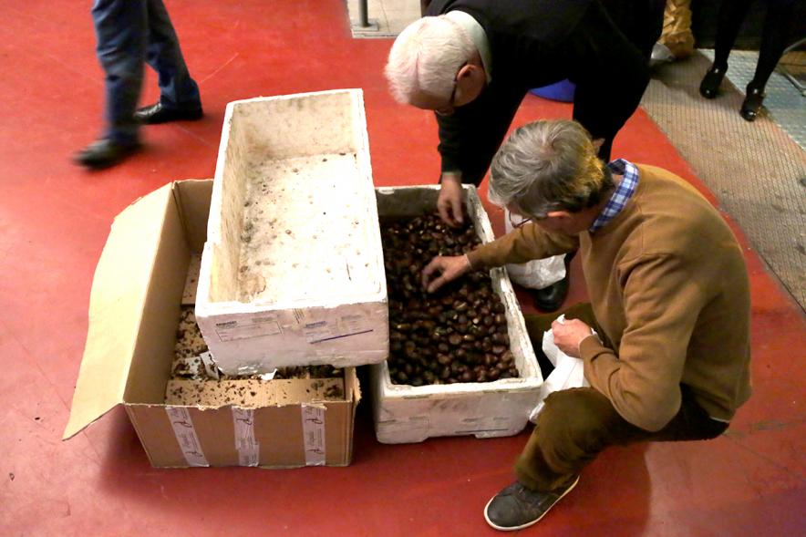 Preparando las castañas para asar. 