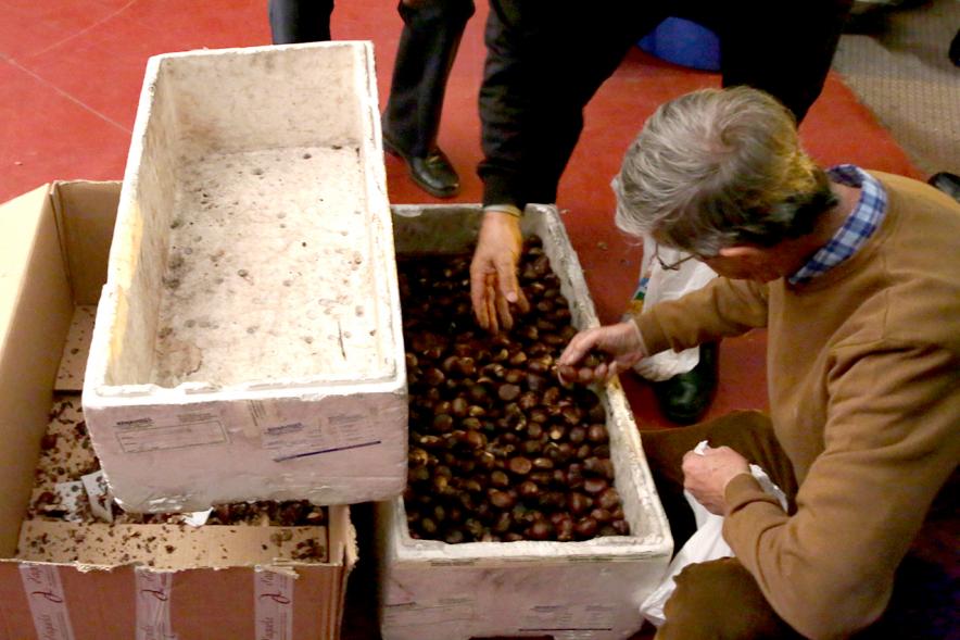Preparando las castañas para asar. 