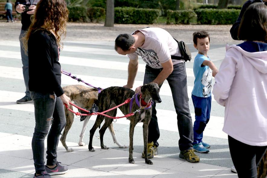 Feria de Adopción de Mascotas - Imagen de unos galgos acariciados por asistentes a la feria.