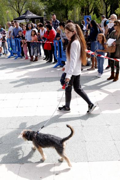 Feria de Adopción de Mascotas - Imagen de joven poaseando un perro, y público mirando.