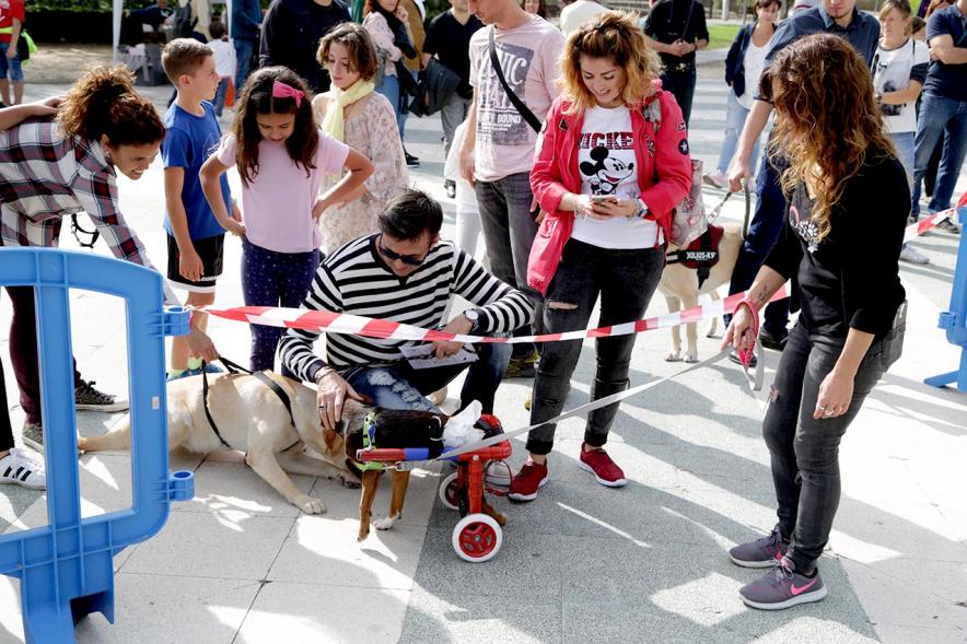 Feria de Adopción de Mascotas - Imagen de personas mirando los perros.