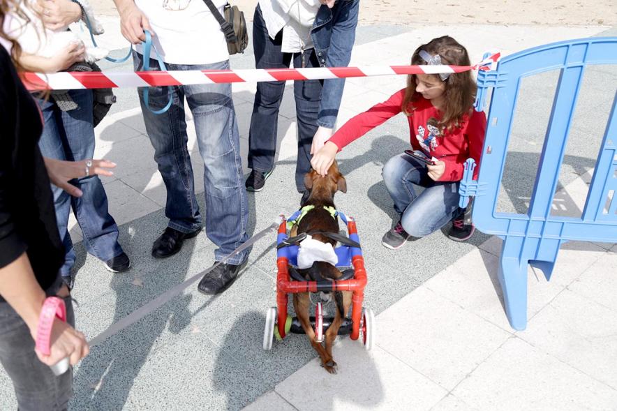 Feria de Adopción de Mascotas - Imagen de personas mirando un perro que lleva un arnés con ruedas porque no puede mover las patas traseras.