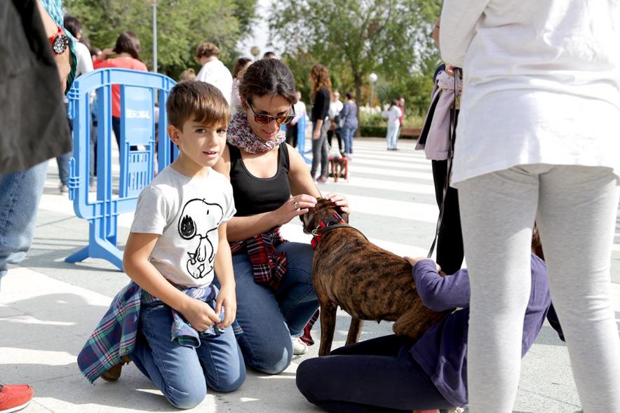 Feria de Adopción de Mascotas - Imagen de personas acariciando un perro.