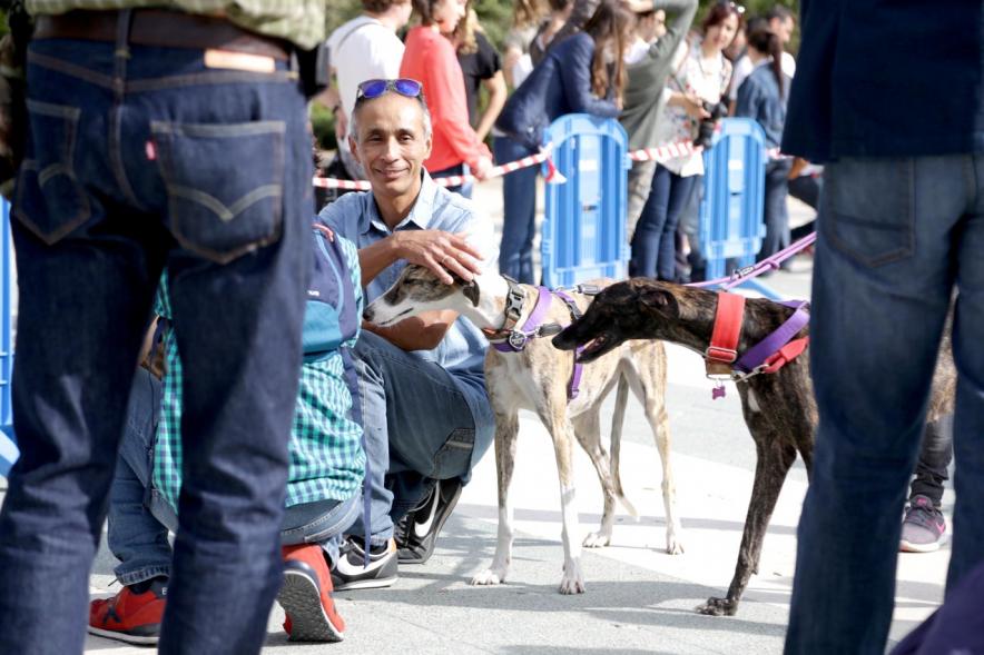 Feria de Adopción de Mascotas - Imagen de unos galgos acariciados por asistentes a la feria.