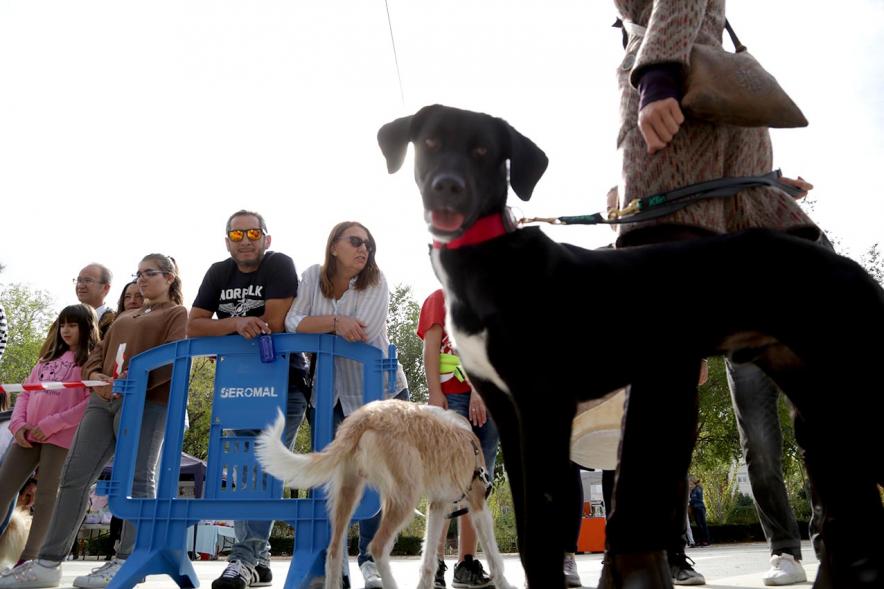 Feria de Adopción de Mascotas - Imagen primer plano de un perro.