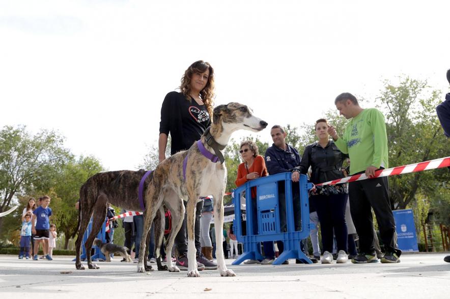 Feria de Adopción de Mascotas - Imagen primer plano paseando unos galgos.