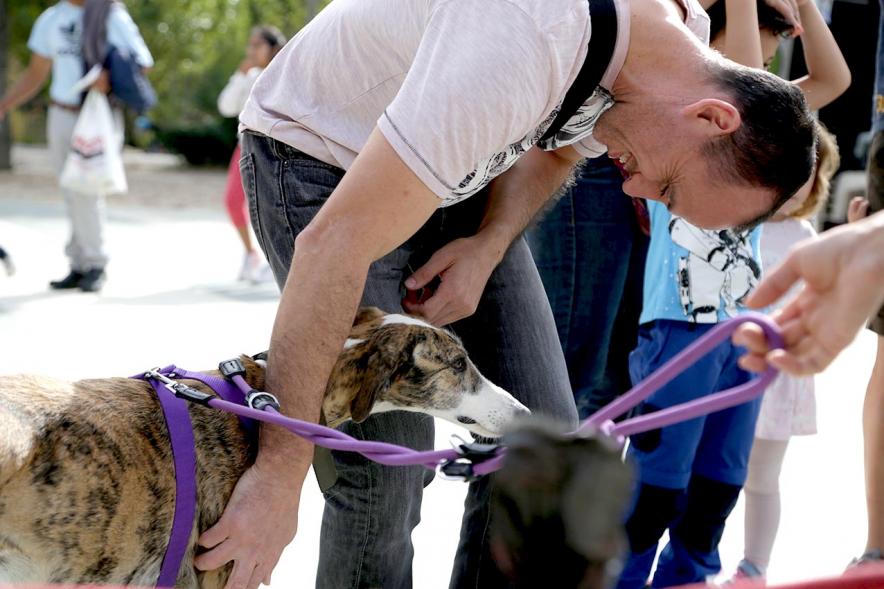 Feria de Adopción de Mascotas - Imagen primer plano paseando un galgo.