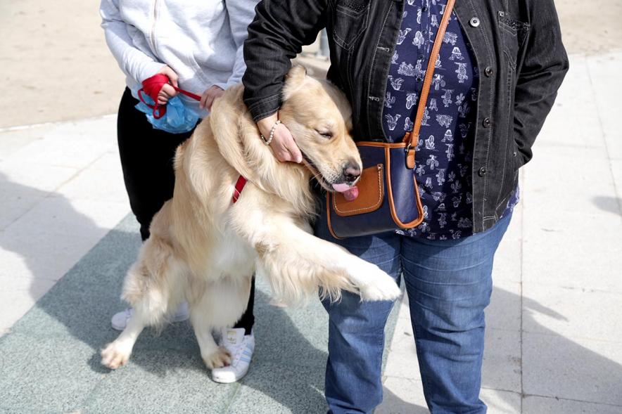 Feria de Adopción de Mascotas - Imagen primer plano de un perro.