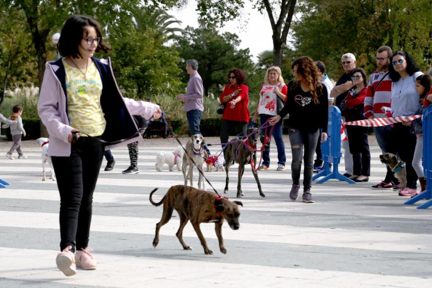 Feria de Adopción de Mascotas - Imagen de joven poaseando un perro.