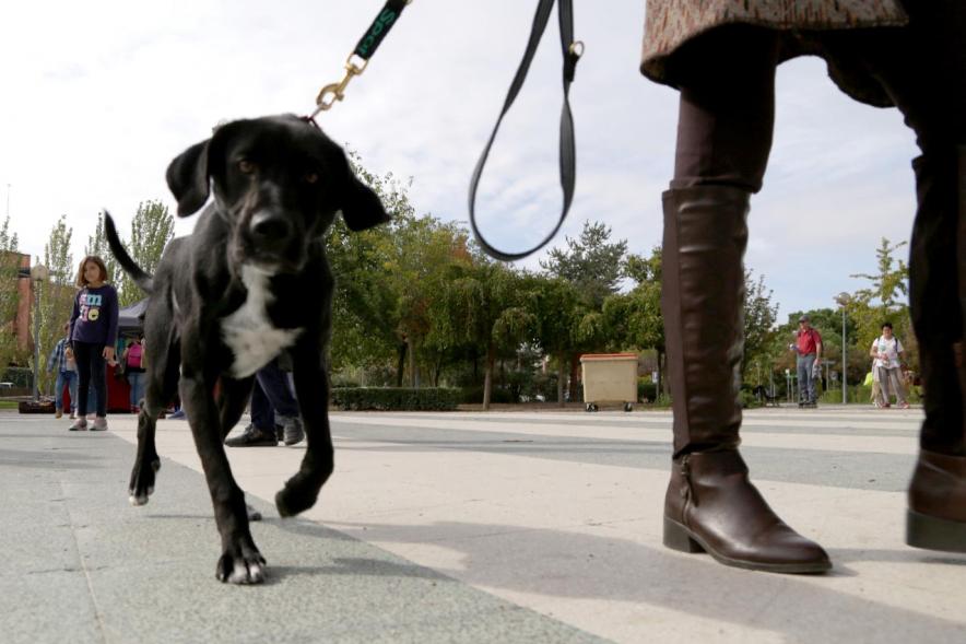 Feria de Adopción de Mascotas - Imagen primer plano de un perro.