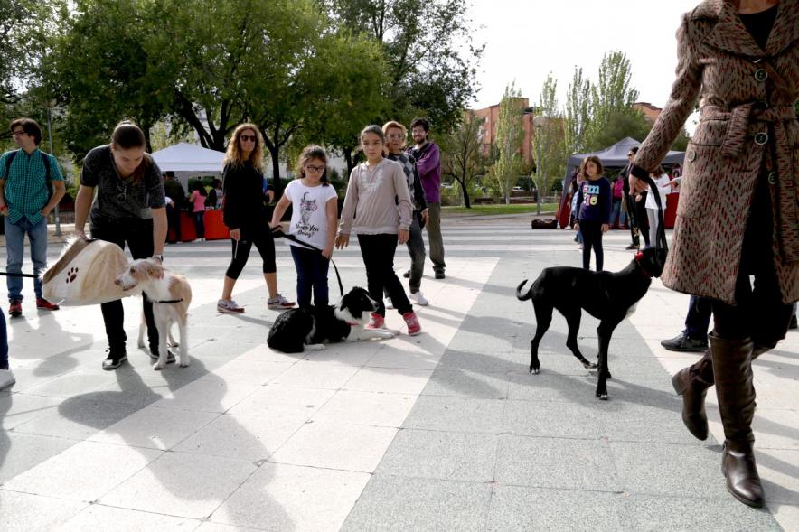 Feria de Adopción de Mascotas -Imagen de perros paseando.