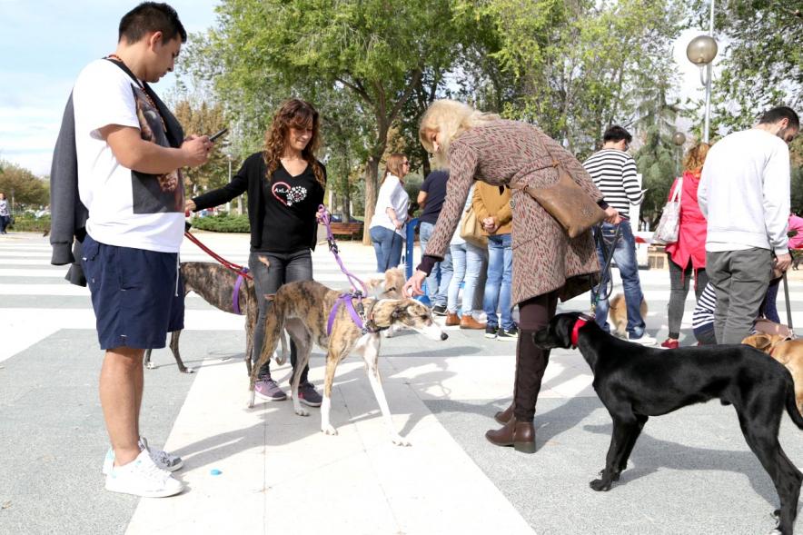 Feria de Adopción de Mascotas - Imagen de personas acariciando los perros.